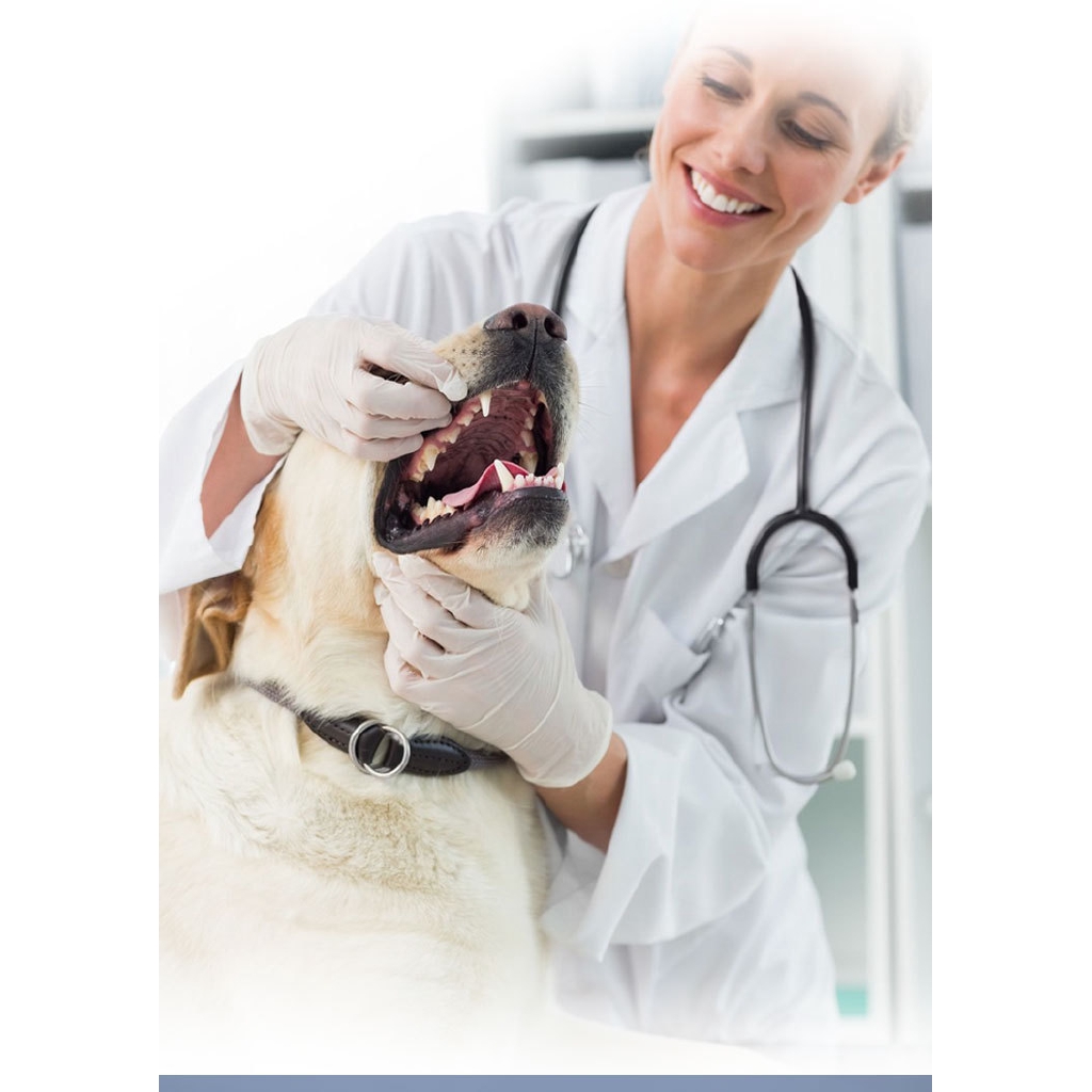 Bàn chải đánh răng thiết kế lông mềm chuyên dụng cho thú cưng