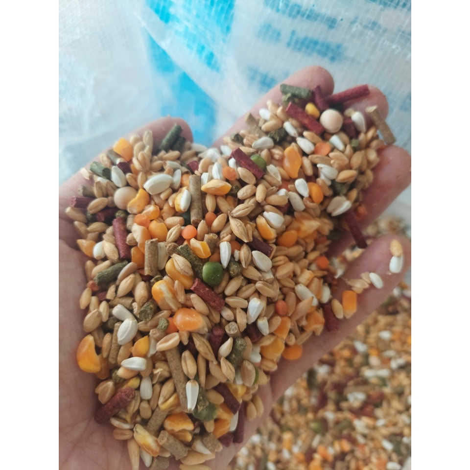 5kg Ngũ cốc Gà Đá game cock feeds Mỹ Ngũ Cốc Cho Gà Đá Ngũ Cốc Gà Tre Ngũ Cốc Gà Nòi Thức Ăn Gà Chọi