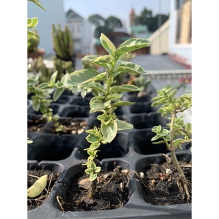 Sam hương mini 2 cây 28k