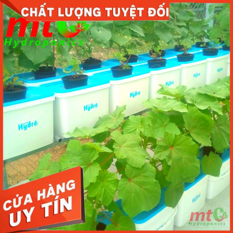 Thùng Thủy Canh Tĩnh Trồng Cây Ăn Quả