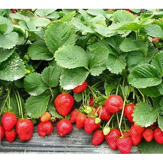 HẠT GIỐNG Dâu tây :đỏ,10k/gói