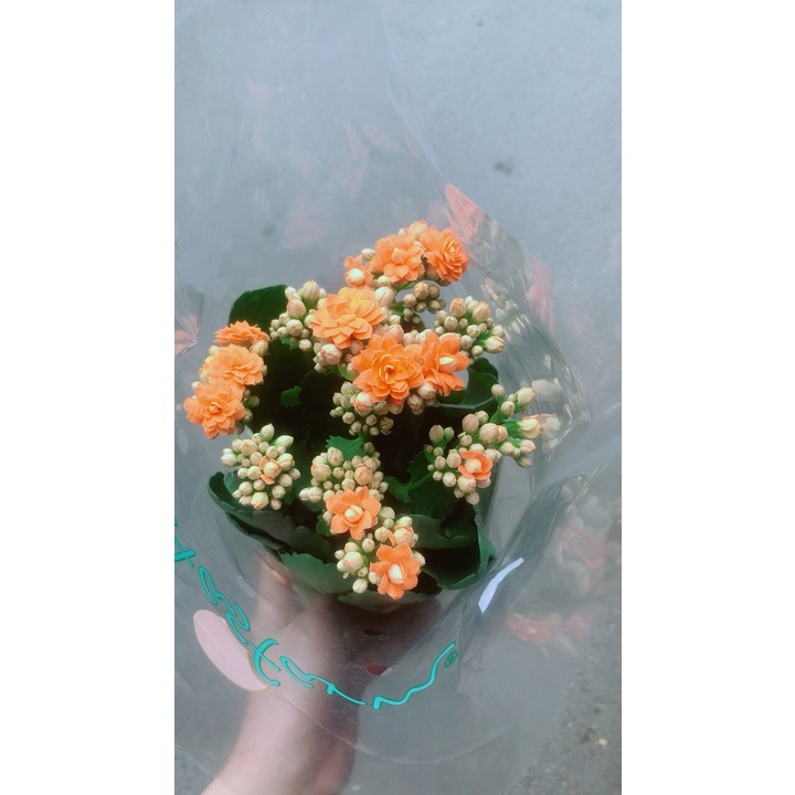 Hoa Sống Đời