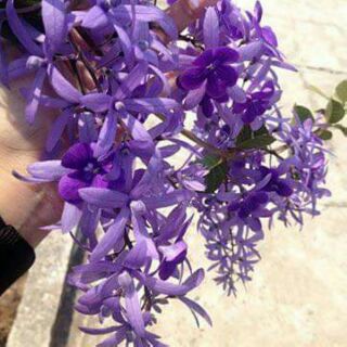 Cây mai xanh giống