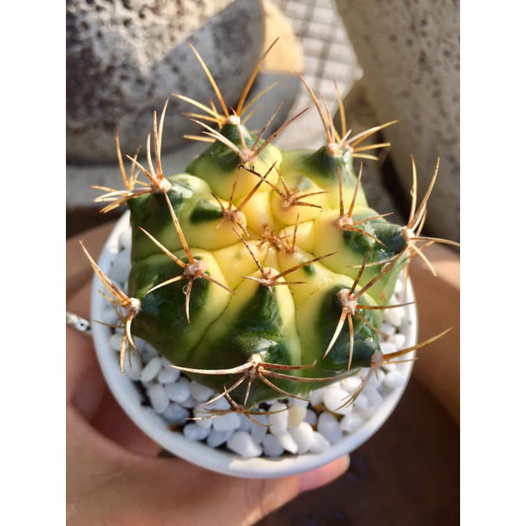 Xương rồng nhỏ xinh dễ trồng