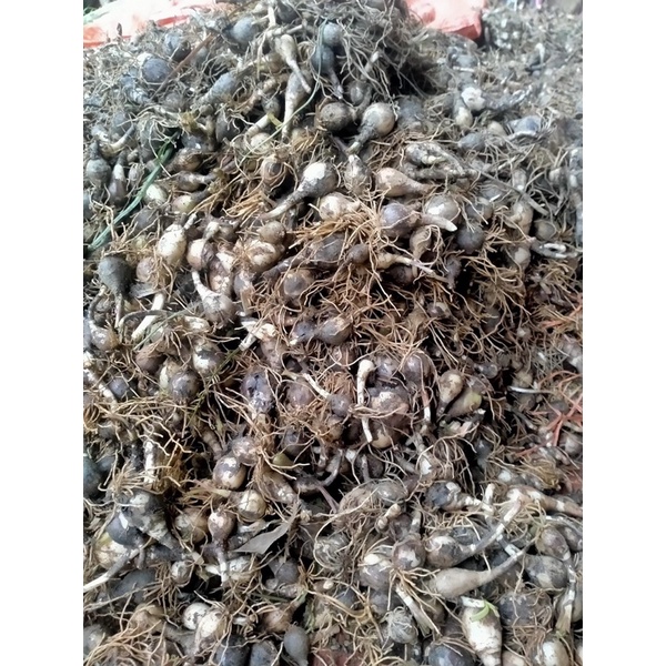 1kg Củ hoa huệ mưa , màu hồng khủng bông cực to, trồng và để giống được quanh năm