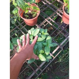 cây xá xị lớn
