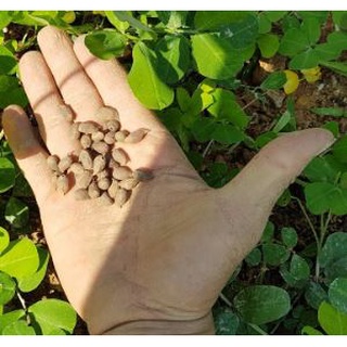 HẠT GIỐNG CỎ LẠC ĐẬU PHỘNG - Gói 5 Hạt (HẠT GIỐNG CHUẨN FARM_ĐẢM BẢO CHẤT LƯỢNG)