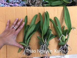 Hoa lan Catlaya màu mới cỡ trung