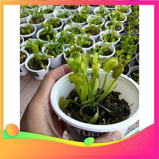 Hạt Giống Cây Bẫy Kẹp - 10 Hạt VIETGAR