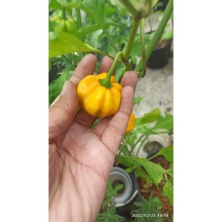 5 hạt ớt HABANERO VÀNG ( LEMON HABANERO)