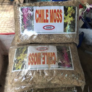 Dớn Trắng Chile 100Gr - Dớn Giữ Ẩm