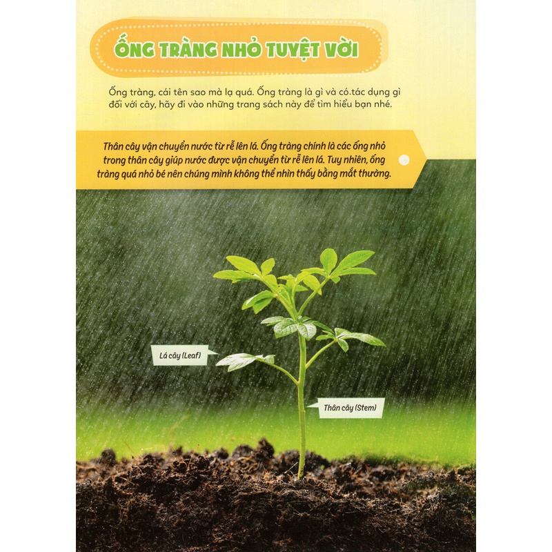 Sách Học Vui Hiểu Rộng Biết Nhiều- Cây Cối Diệu Kì