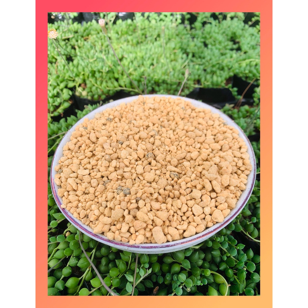 ĐẤT KANUMA CHO SEN ĐÁ, XƯƠNG RỒNG