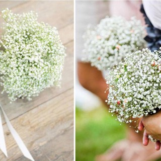 Hạt giống Hoa Baby trắng – 100Hạt