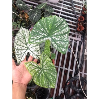 caladium White Christmas( môn tuyết giáng sinh) chậu to