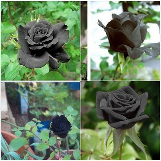 Hạt giống hoa hồng đen 20 hạt - tặng kèm gói thuốc kích hat nảy mầm