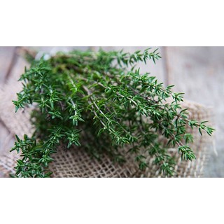 HẠT GIỐNG CỎ XẠ HƯƠNG