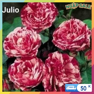 Cành Chiết Hoa Hồng Ngoại Julio. (Giống Hoa Hồng) - Vattucaygiong