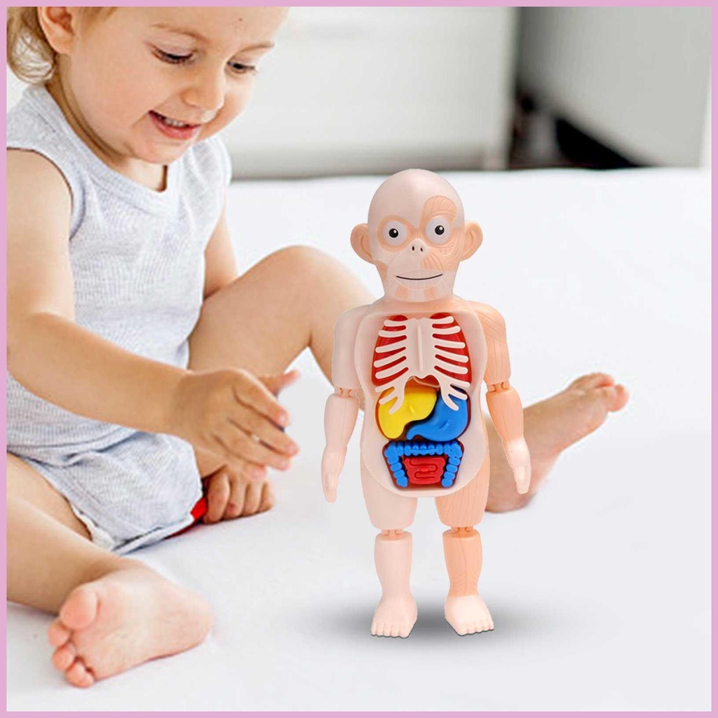 Bộ Mô Hình Cơ Thể Người Kèm Trái Tim Cho Bé Mầm Non