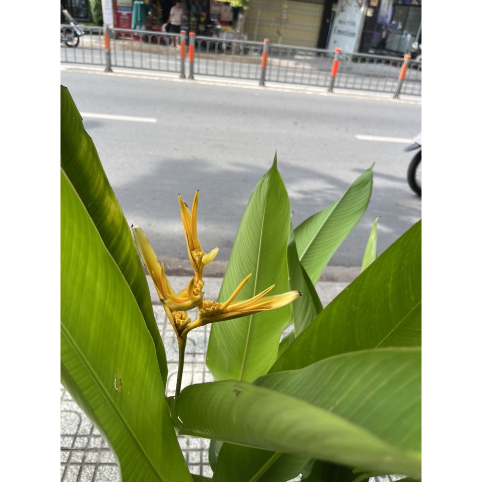 Cây Thiên Điểu  trang trí ngoại thất, trồng cảnh quan sân vườn