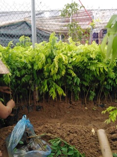 Cây giống gỗ sưa đỏ
