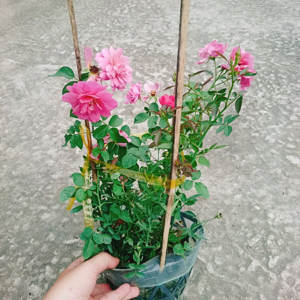 Hoa Hồng Nhật Bản Aoi