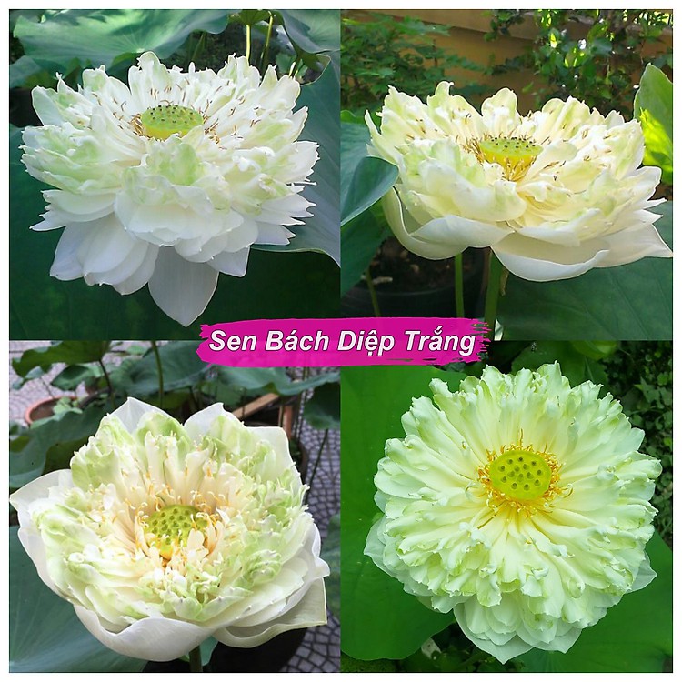 Hạt giống Sen Bách diệp trăm cánh Thái Lan super lotus( Sen quan âm nhiều cánh)