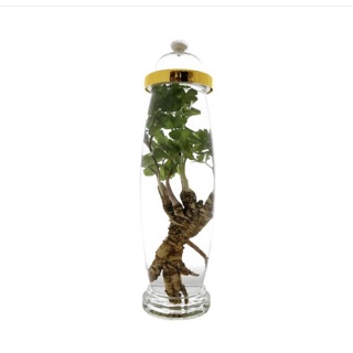 Bình thuỷ tinh ngâm rượu Hàn Quốc 14lit ( hình sâm )