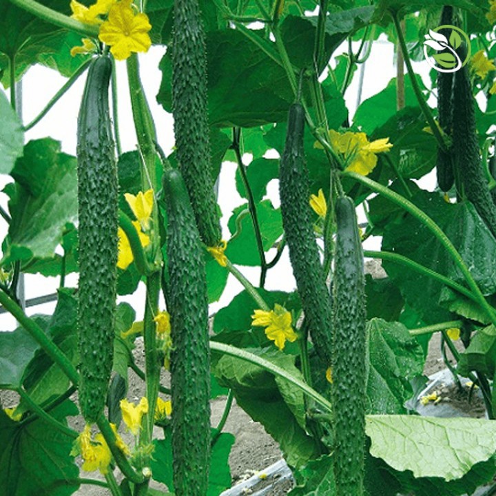 Hạt Giống Dưa Leo Nhật F1 PN-15 - Gói 0.5g - Jade Cucumber
