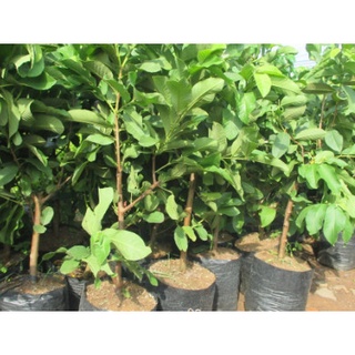 CÂY GIỐNG ỔI  RUỘT HỒNG  RUBI