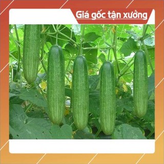 Hạt giống dưa leo , dưa chuột lai F1