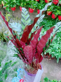 Đuôi Công Phụng Xanh