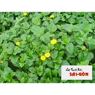 Cây Cúc Xuyến Chi khô - 500 gram sỉ SLL