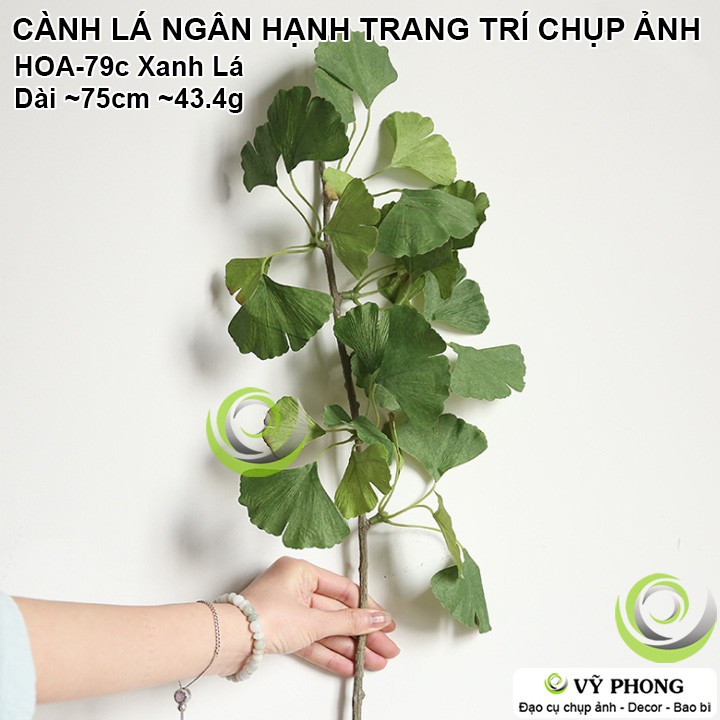 CÀNH LÁ NGÂN HẠNH RẼ QUẠT TRANG TRÍ ĐÁM CƯỚI ĐẠO CỤ CHỤP ẢNH SẢN PHẨM INS HOA-79