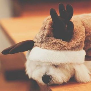 Áo thú cưng tuần lộc