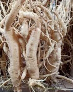 SÂM DÂY NGỌC LINH KHÔ ( loại To) 1000G
