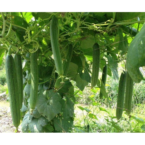 Hạt giống Mướp Hương siêu quả cao sản 2gr