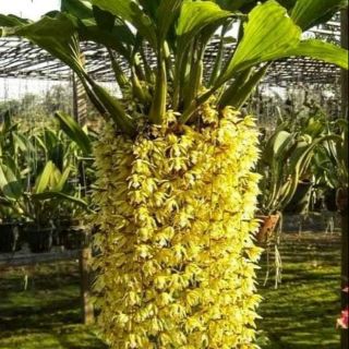 Hoa lan Thanh đạm indo