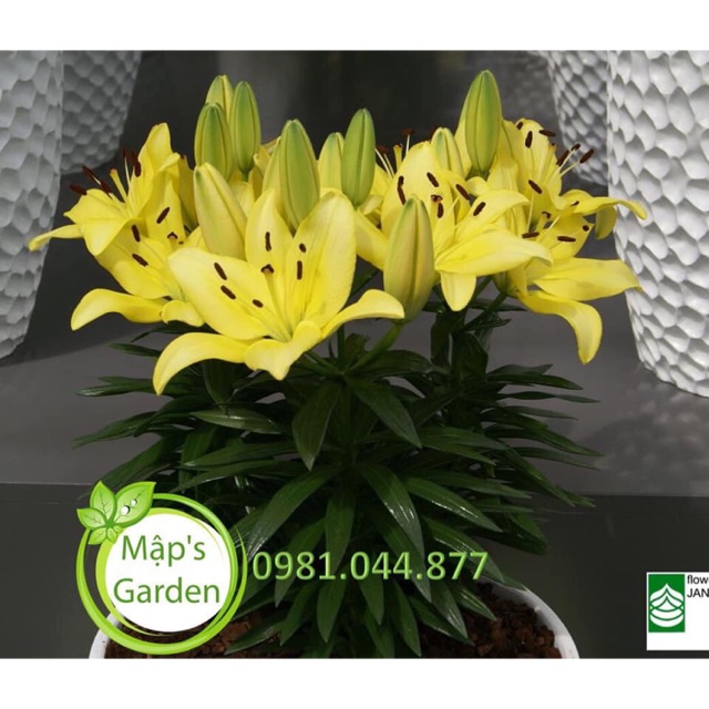 10 củ ly lùn mix màu