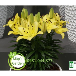 10 củ ly lùn mix màu