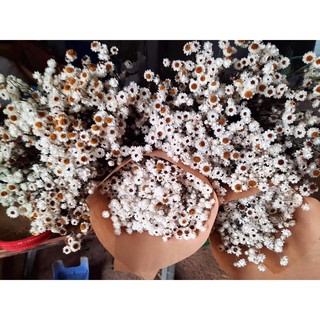 HOA KHÔ CÚC AMMOBIUM  - CÚC BẤT TỬ