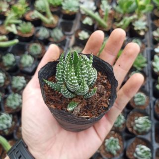 Sen đá móng rồng cánh cụp