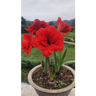 Củ Hoa Huệ Tây , Lan huệ Cánh kép
