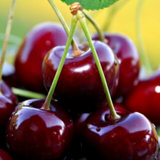 Hạt giống cherry