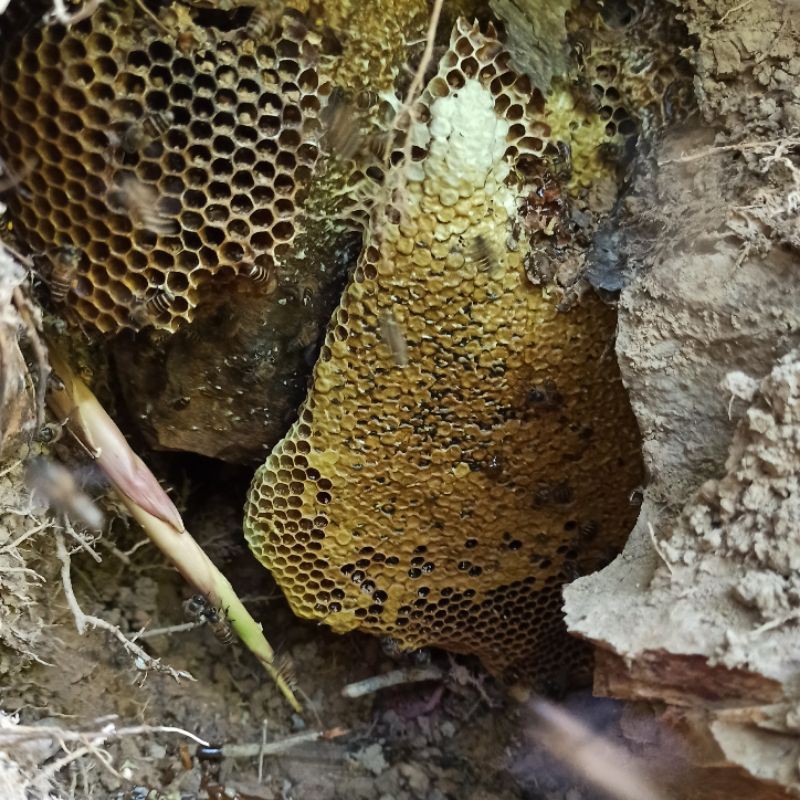 1 Lít Mật Ong Rừng Nguyên Chất 🍯 Tự Tay Đi Rừng Bắt 🍯 Đổi Trả Nếu Không Hài Lòng (Cam Kết Mật Ong Xin 100%)
