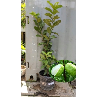 Ổi lê Đài Loan