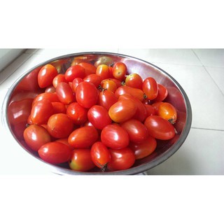 Hạt giống Cà chua bi Phú Nông
