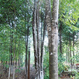 Cây giống đàn hương trắng