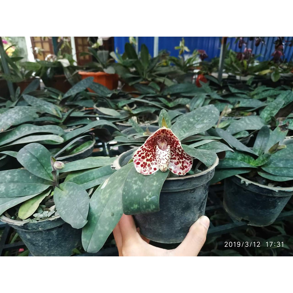 Lan hài chó đốm