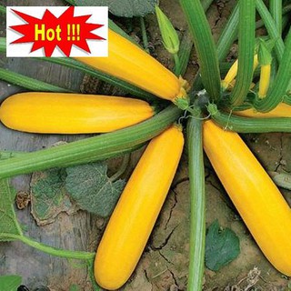 Hạt giống Bí ngòi vàng (7hạt)